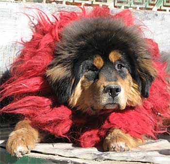 tibet-dog