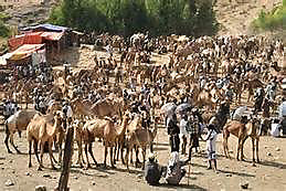 coyne-camels-bati